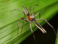 Bathippus