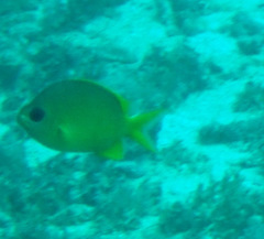 Chromis analis
