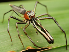 Bathippus