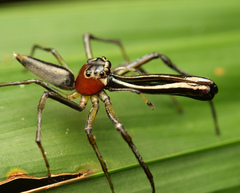 Bathippus