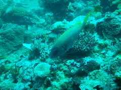 Diagramma melanacrum