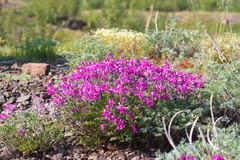 Hedysarum dasycarpum