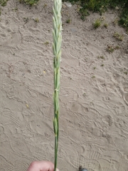 Leymus arenarius