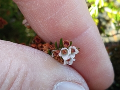 Erica tenuis