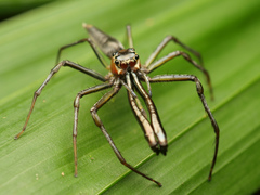 Bathippus