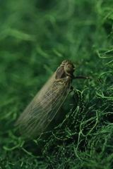 Tachycixius pilosus