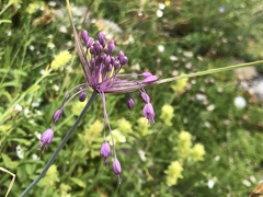 Allium carinatum