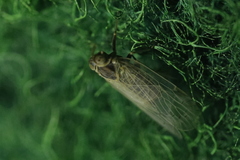 Tachycixius pilosus