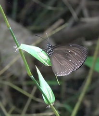Euploea tulliolus ledereri