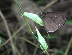 Euploea tulliolus ledereri