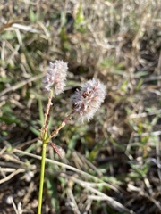 Cyphocarpa angustifolia