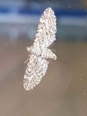 Gymnoscelis rufifasciata
