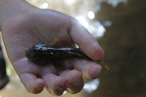 Cottus punctulatus