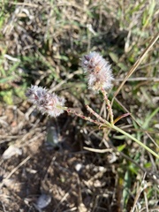 Cyphocarpa angustifolia