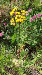 Tanacetum vulgare