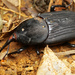 Black Palm Weevil - Photo no rights reserved, uploaded by Philipp Hoenle