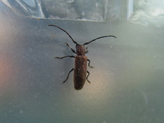 Anaesthetis testacea