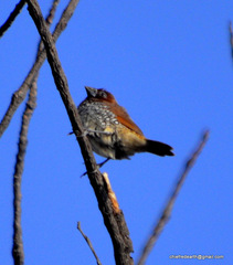 Lonchura punctulata