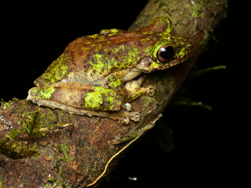 Spicicalyx eucnemis
