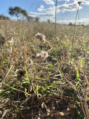 Cyphocarpa angustifolia