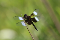 Libellula luctuosa