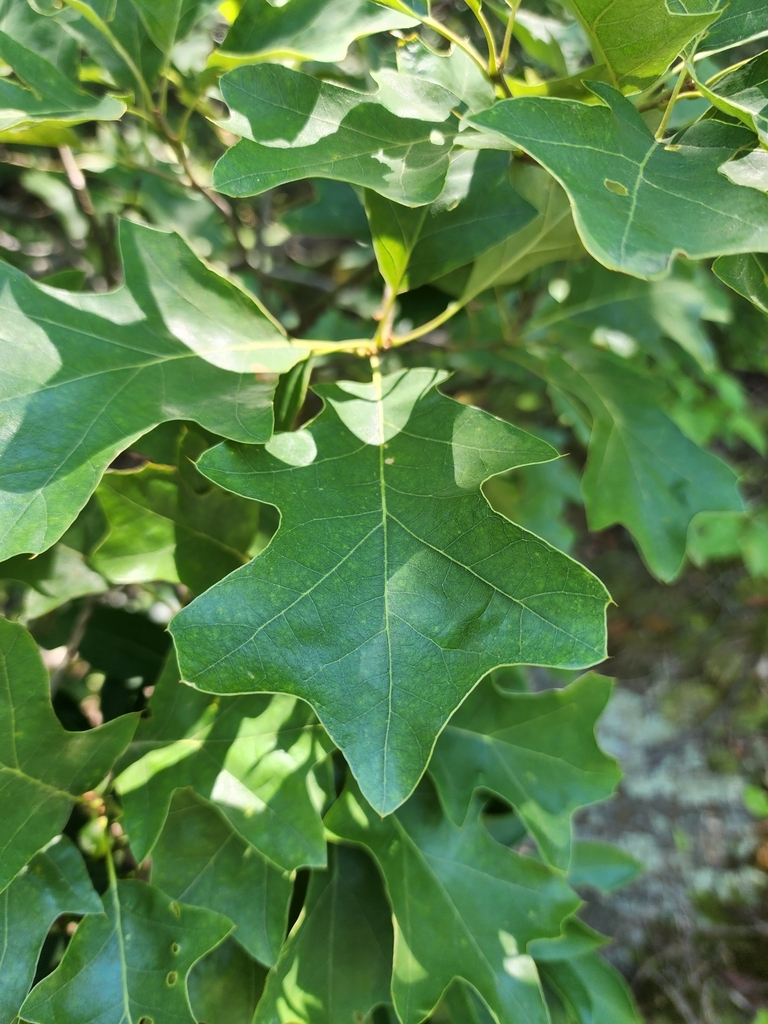 Quercus ilicifolia