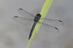 Libellula incesta