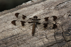 Plathemis lydia