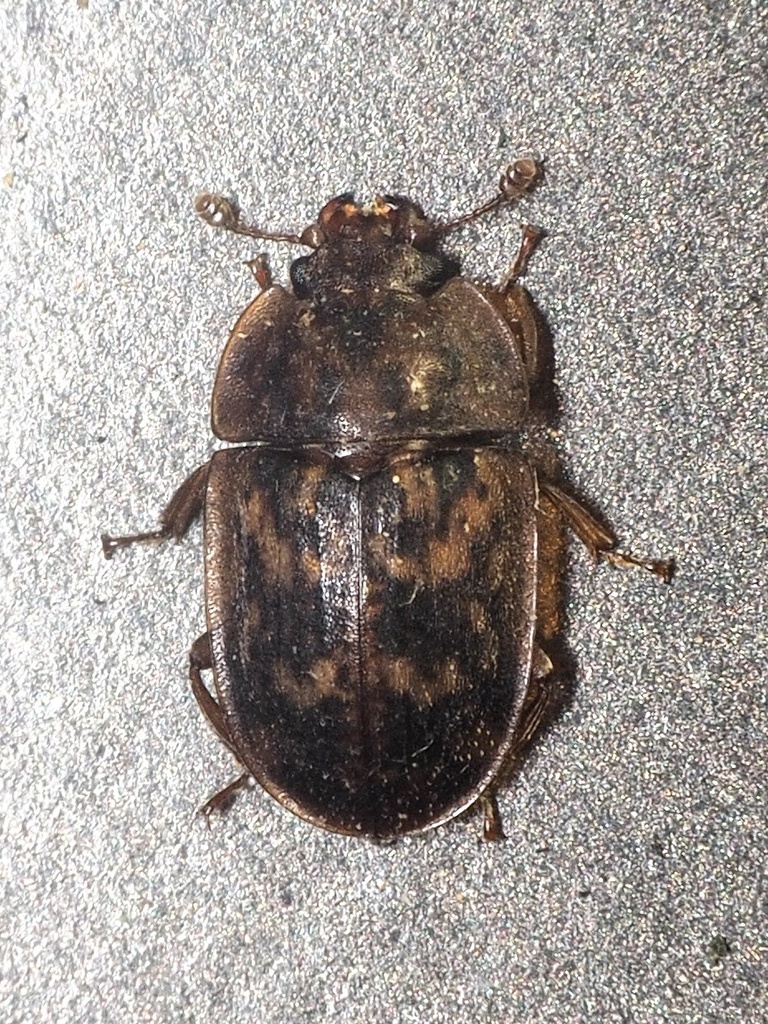 Soronia punctatissima