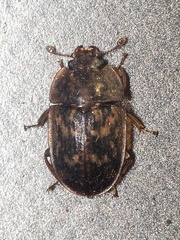 Soronia punctatissima