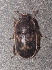 Soronia punctatissima