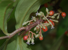 Medinilla succulenta