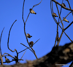 Lonchura punctulata