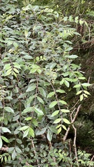 Tetradium ruticarpum