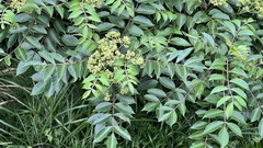 Tetradium ruticarpum