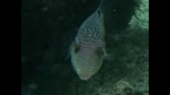 Canthigaster petersii