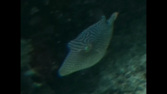 Canthigaster petersii