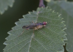 Norellia