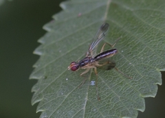 Norellia
