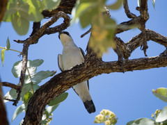 Coracina papuensis hypoleuca