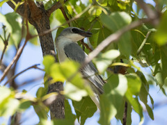 Coracina papuensis hypoleuca