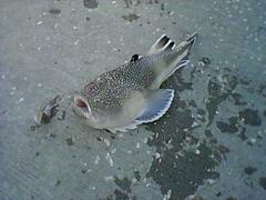 Astroscopus y-graecum