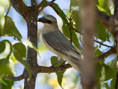 Coracina papuensis hypoleuca