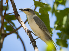 Coracina papuensis hypoleuca
