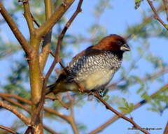 Lonchura punctulata