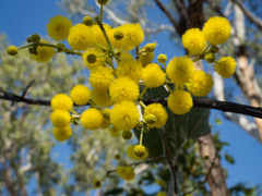 Acacia dunnii