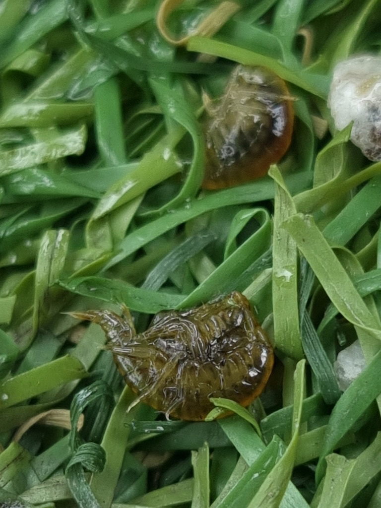 Gammarus zaddachi