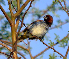 Lonchura punctulata