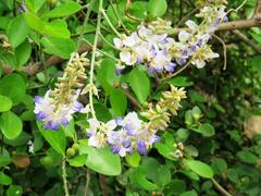 Pueraria tuberosa