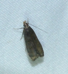 Dichomeris juncidella